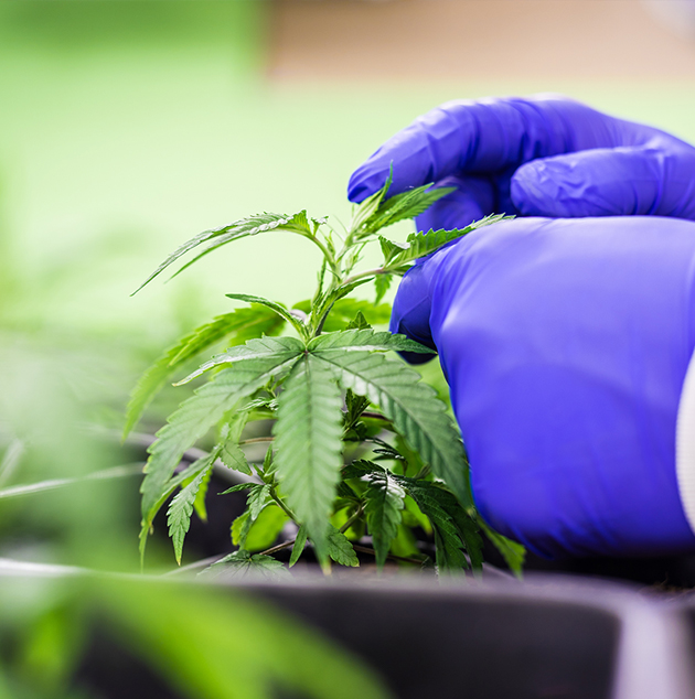 Plant growth regulator